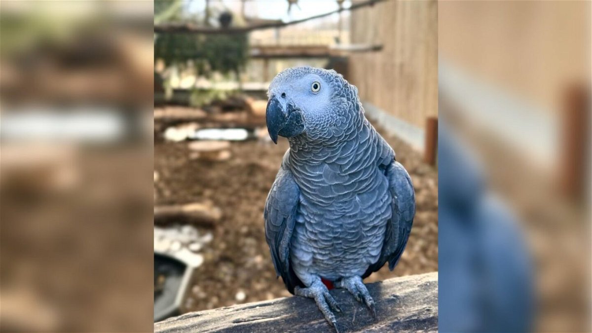 <i>Steve Nichols</i><br/>A British wildlife park has hatched a new plan to rehabilitate its potty-mouthed parrots after they unleashed a tide of expletives. The three new parrots are being integrated into the flock.