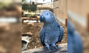 A British wildlife park has hatched a new plan to rehabilitate its potty-mouthed parrots after they unleashed a tide of expletives. The three new parrots are being integrated into the flock.