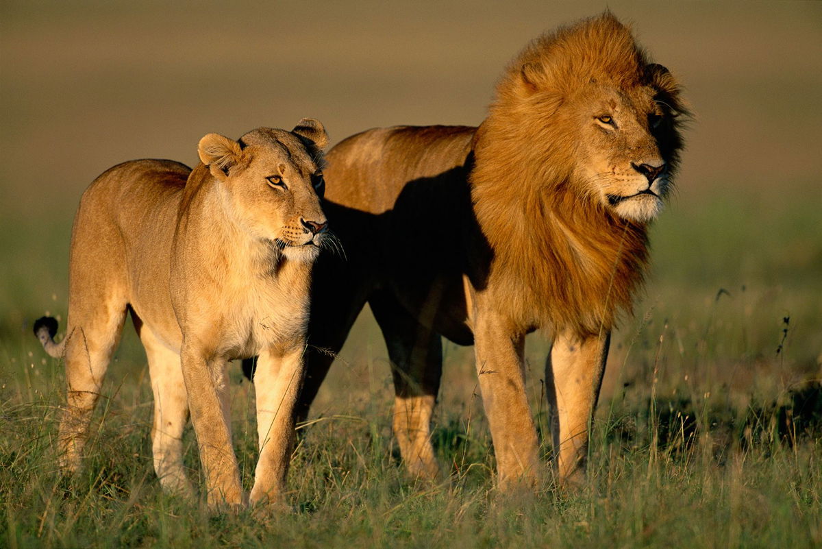 <i>mantaphoto/iStockphoto/Getty Images</i><br/>Experts say the key to a thrilling lion encounter is respect. Keep your distance and understand — but don't blindly fear — the lethal capabilities of Africa's most fascinating cat. Humans are actually much more dangerous to lions than they are to us.