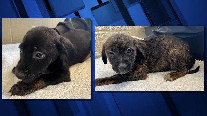 Two of the eight puppies found apparently abandoned in the La Pine area last week
