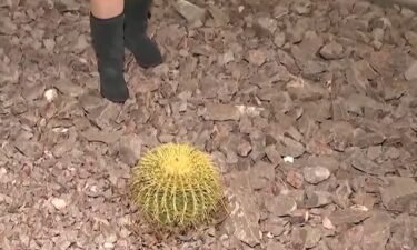An unusual series of thefts has hit a Henderson community. Thieves have been digging up cactuses at in the Cadence neighborhood. They estimate at least 100 plants have been stolen. The price tag: $10