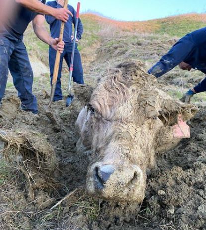 <i>Santa Barbara County Fire Department/KCAL</i><br/>It took firefighters around 5 hours to rescue a cow that got stuck in mud up to its neck at a ranch in Goleta