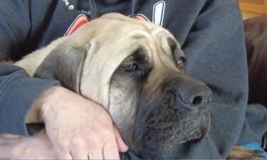 Missing Waukee mastiff Ladybug was trapped 14 miles from home then reunited with its owners after 3 months.