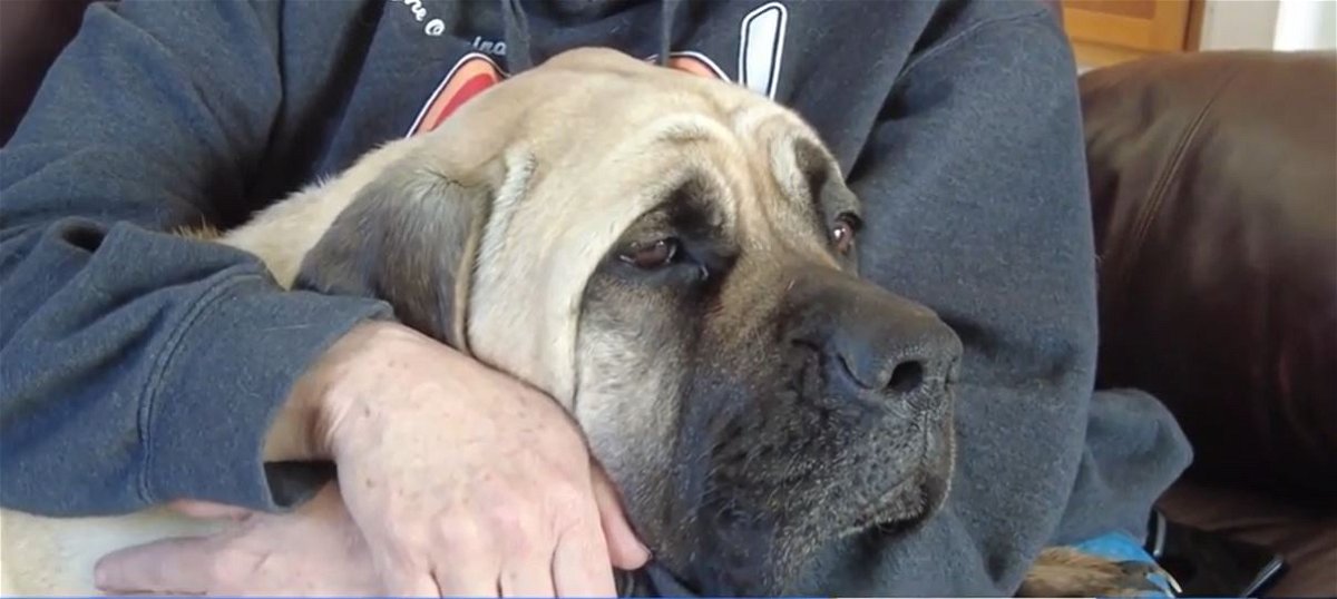 <i></i><br/>Missing Waukee mastiff Ladybug was trapped 14 miles from home then reunited with its owners after 3 months.