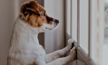 How the pandemic affected separation anxiety in dogs and humans