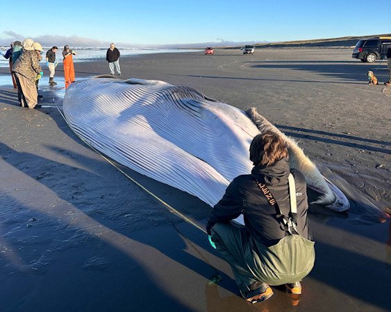 A sub-adult 46-foot male entangled fin whale washed ashore Monday morning near the Sunset Beach approach.