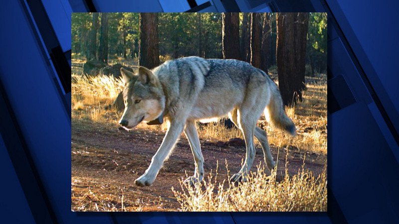 Gray wolf in the Gearhart Mountain Pack