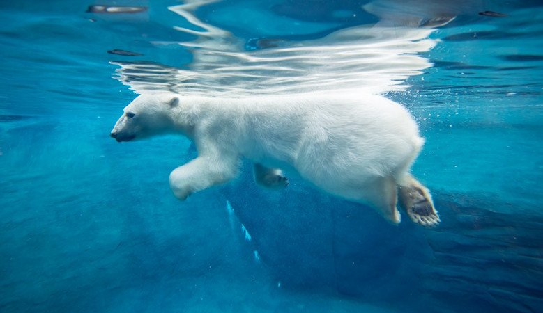  Nora and other Oregon Zoo residents have been helping conservation scientists understand how polar bears survive in the wild.