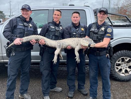 OSP troopers pose with seized pet alligator