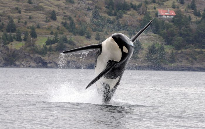 Southern Resident orca leaps into the air