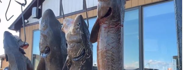 <i>WGBA</i><br/>The U.S. Fish and Wildlife Service is considering putting lake sturgeon on the endangered species list.