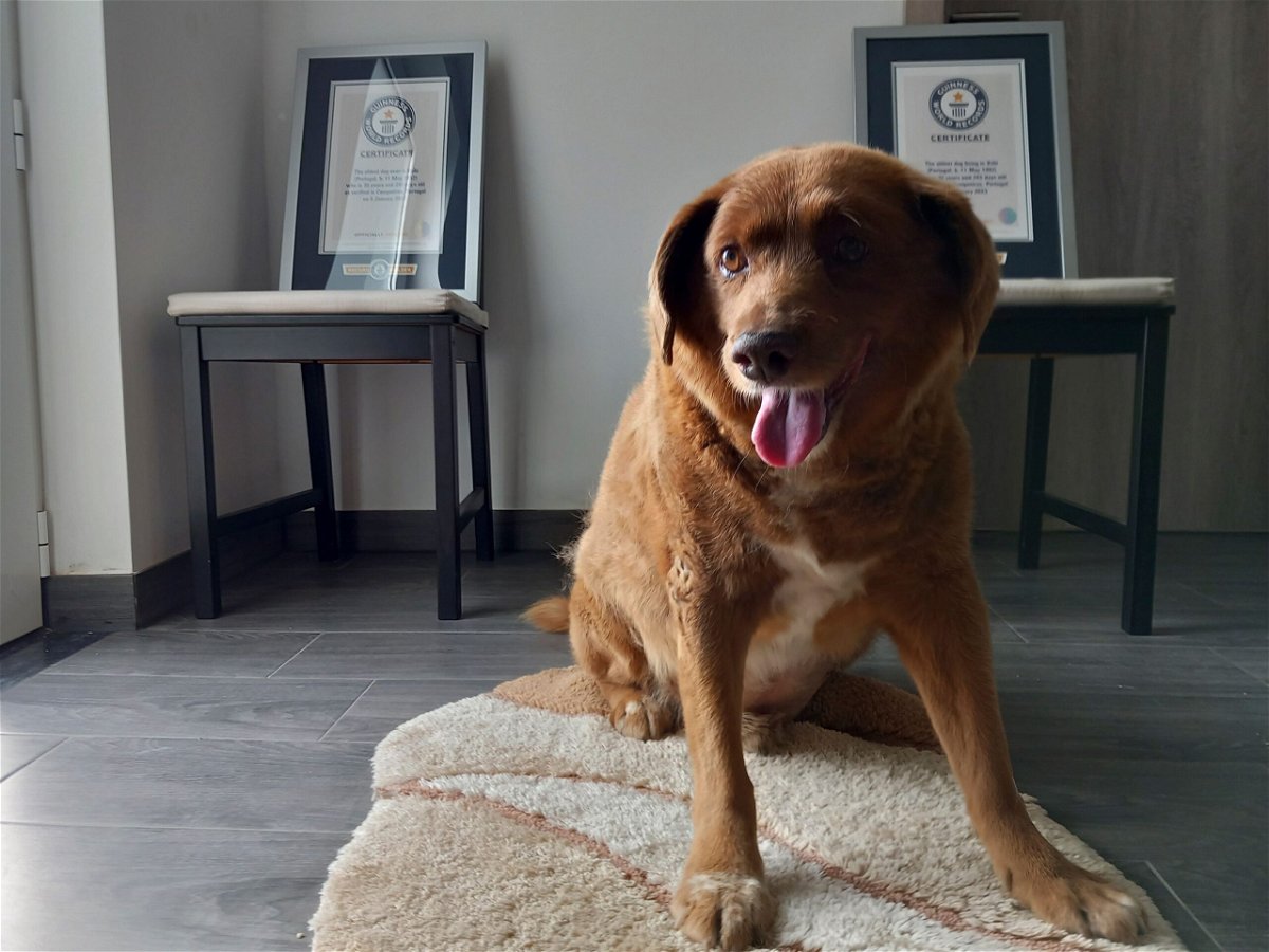 <i>Jorge Jeronimo/AP via CNN Newsource</i><br/>Bobi pictured with his Guinness World Record certificates in May 2023.