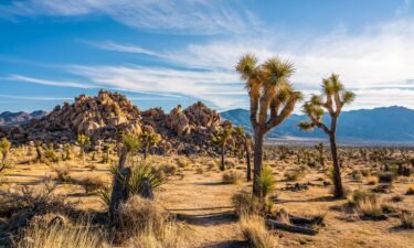 Beguiling Joshua trees and intriguing rock formations helped draw millions of vistoris to Joshua Tree National Park in Southern California in 2023.