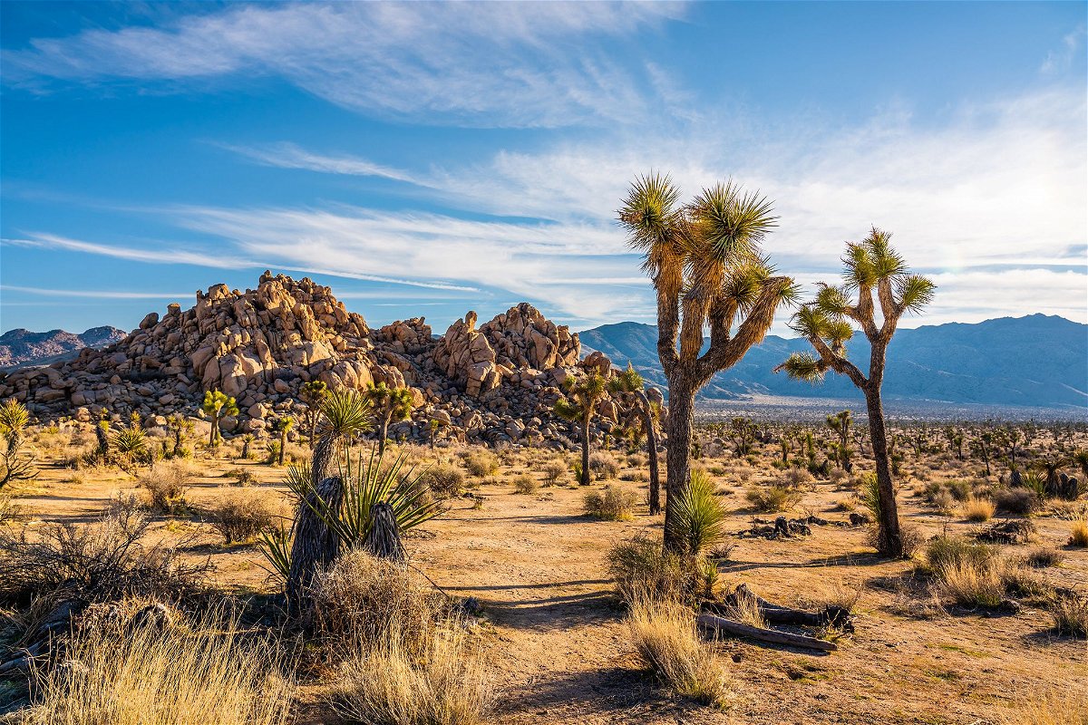 <i>yongyuan/iStockphoto/Getty Images via CNN Newsource</i><br/>Beguiling Joshua trees and intriguing rock formations helped draw millions of vistoris to Joshua Tree National Park in Southern California in 2023.