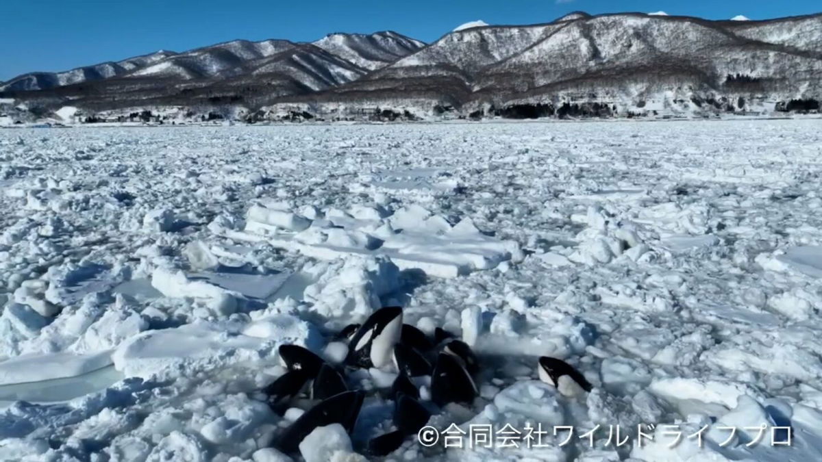 <i>Wildlife Pro LLC/Facebook</i><br/>A pod of at least 10 killer whales appears to be trapped by sea ice off Japan's northern island of Hokkaido