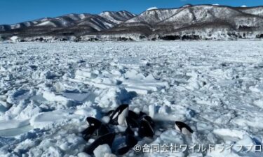 A pod of at least 10 killer whales appears to be trapped by sea ice off Japan's northern island of Hokkaido