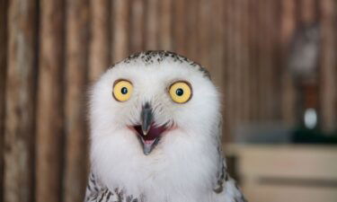 Short-eared owls choose a variety of landscapes to make as their home.