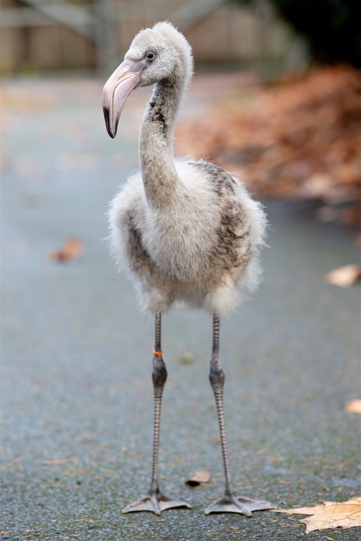 <i>Jeremy Dwyer-Lindgren/Woodland Park Zoo</i><br/>Sunny the flamingo was among the six eggs saved by a flight attendant’s quick thinking. Here’s what Sunny looks like post-hatch.