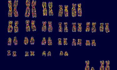 Humans have 23 pairs of chromosomes. At bottom right are the pair of sex chromosomes XY or XX that determines sex.