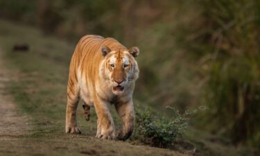 Wildlife photographer and safari guide Gaurav Ramnarayanan spotted this rare "golden" tiger in Kaziranga National Park