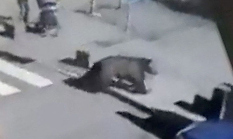 Security camera footage shows a bear running through the streets of Liptovský Mikuláš, Slovakia on March 17.