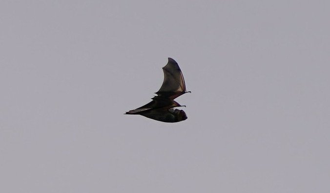 First documented sighting of hoary bat flying over open ocean