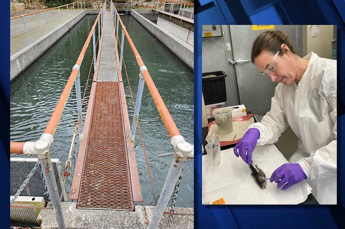 Raceway at Elk River Hatchery used to raise rainbow trout; ODFW senior fish pathologist Dr. Aimee Reed with a rainbow trout affected by the parasite.