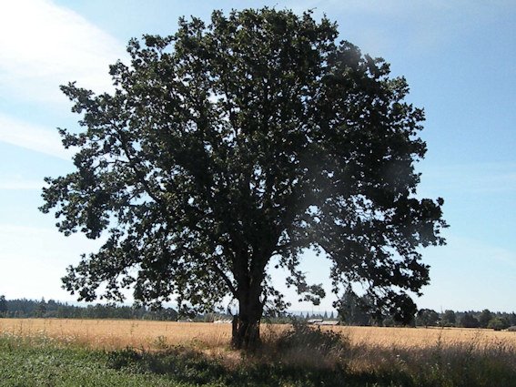 A dozen Oregon white oak trees like this one will be planted in Lake Oswego thanks to a grant from Oregon Community Trees. 
