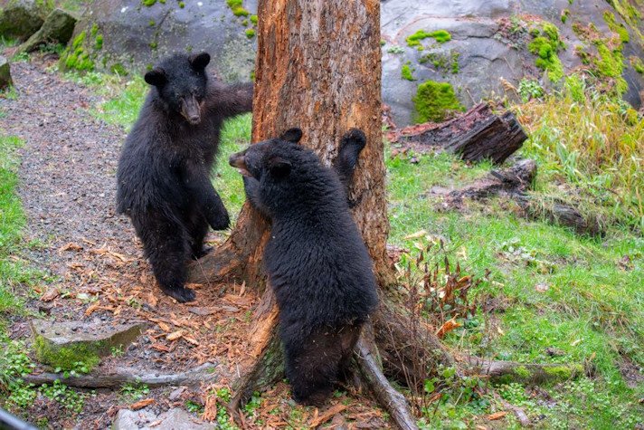 Orphaned black bear cubs Timber and Thorn play in their Black Bear Ridge habitat.