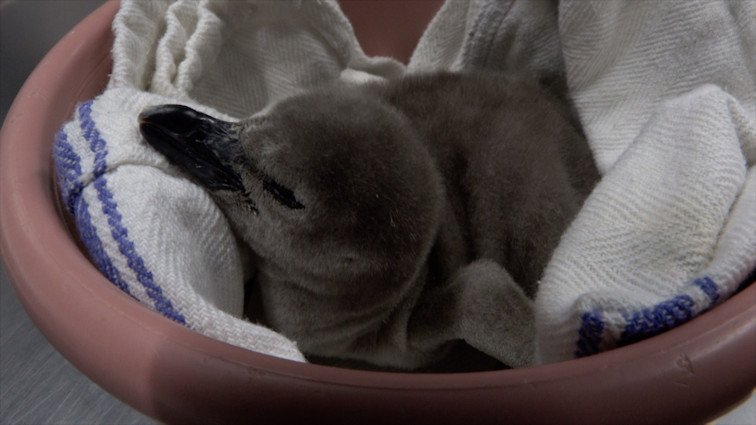 A newly hatched Humboldt penguin chick at the Oregon Zoo in Portland.