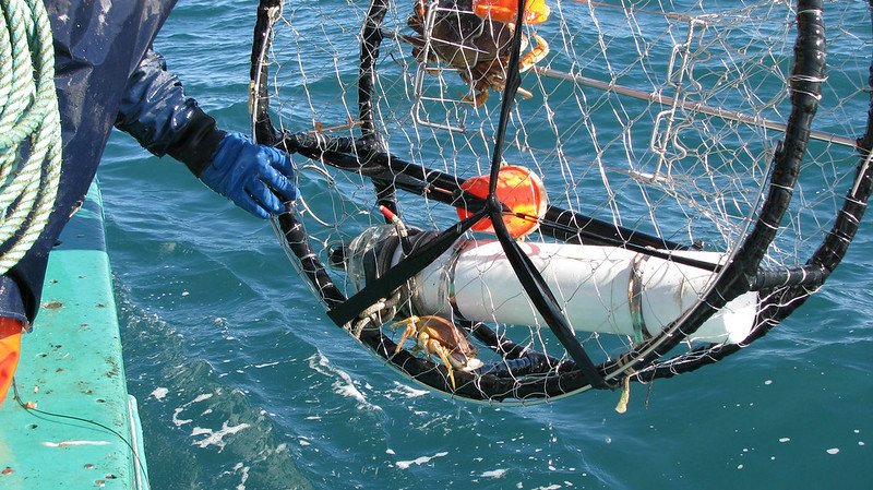 Crew of Oregon crab boat deploying temperature sensors in crab pots off the central Oregon coast in 2009 as part of the Scientist and Fishermen Exchange program sponsored by Oregon Sea Grant.