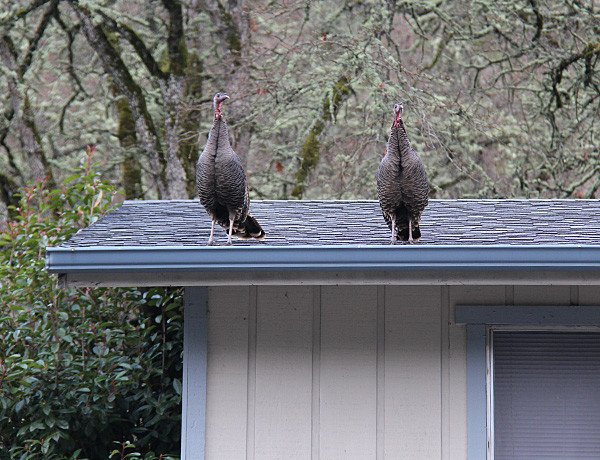 Roosting turkeys can damage roofs and gutters leading to costly repairs.