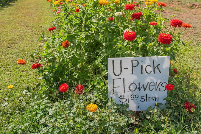 U-Pick flowers at a Willamette Valley farm.