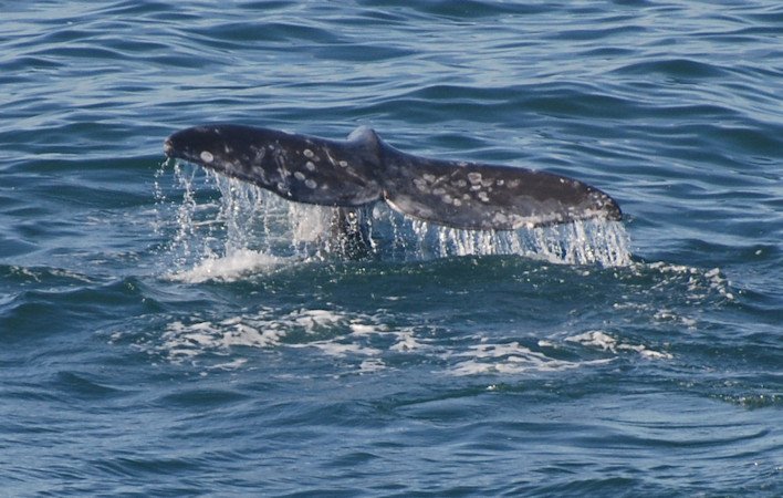A whale's tail is the kind of tale to be told on the Oregon coast during migration season and Oregon Whale Watch Week