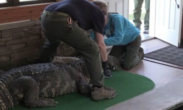 Environmental Conservation officers seize an alligator from a home in Hamburg