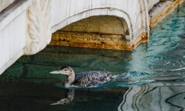 There was an unusual sighting of a Yellow-billed Loon in Lake Bellagio on the Las Vegas Strip on Tuesday.