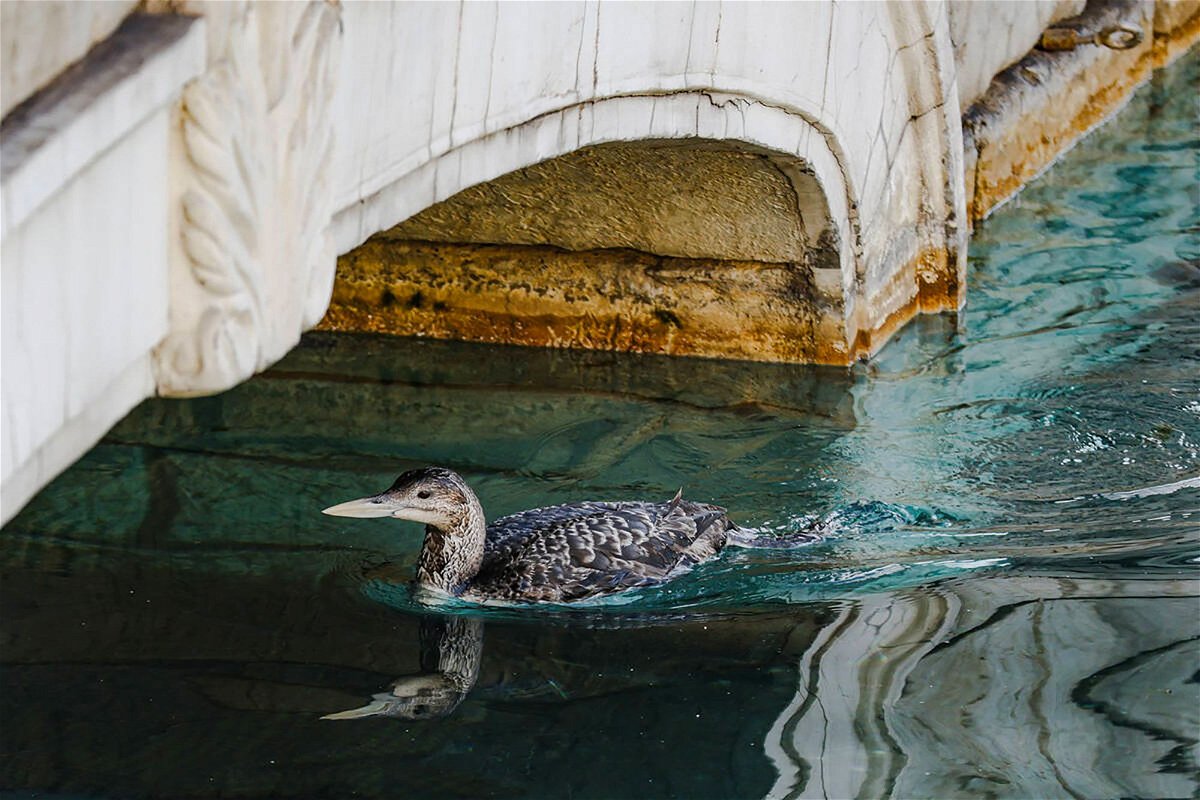 <i>Rachel Aston/Las Vegas Review-Journal/Tribune News Service/Getty Images via CNN Newsource</i><br/>There was an unusual sighting of a Yellow-billed Loon in Lake Bellagio on the Las Vegas Strip on Tuesday.