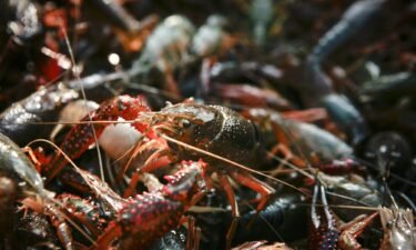 Drought and salt-water intrusion struck a significant blow to Louisiana's crawfish industry this year.