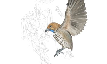 An illustration of the species Attenborough’s strange bird is depicted next to an outline of its fossil.