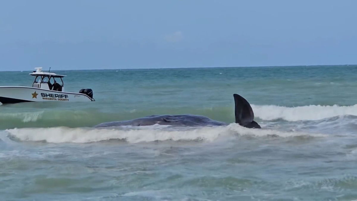 <i>Venice Police Department via CNN Newsource</i><br/>A sperm whale beached off the coast of Venice