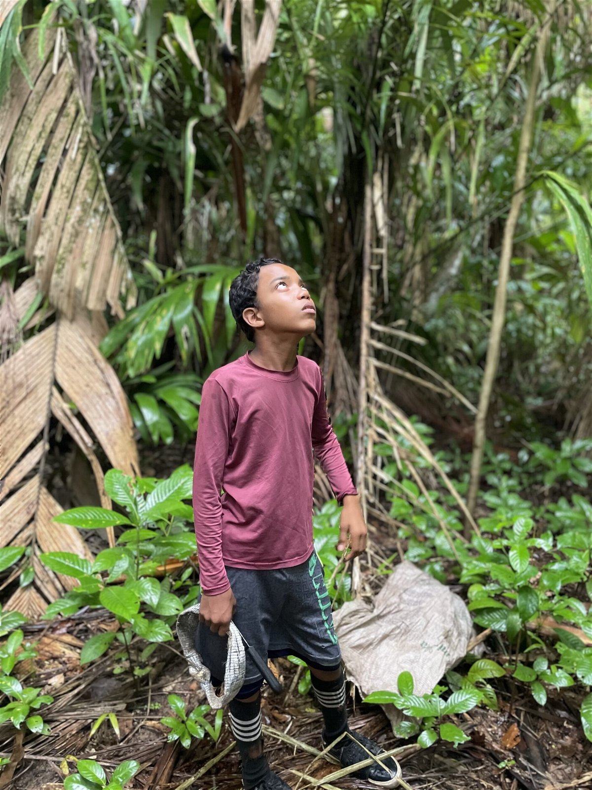 <i>Julia Vargas Jones via CNN Newsource</i><br/>Açaí harvesters expose themselves to the perils of the rainforest.