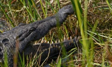 An American crocodile relaxes in Shark Valley of Everglades National Park on February 3