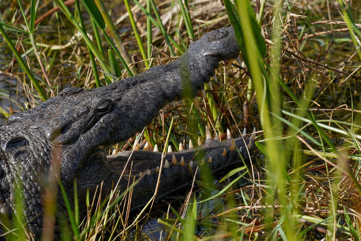 <i>Bonnie Jo Mount/The Washington Post/Getty Images/File via CNN Newsource</i><br/>An American crocodile relaxes in Shark Valley of Everglades National Park on February 3