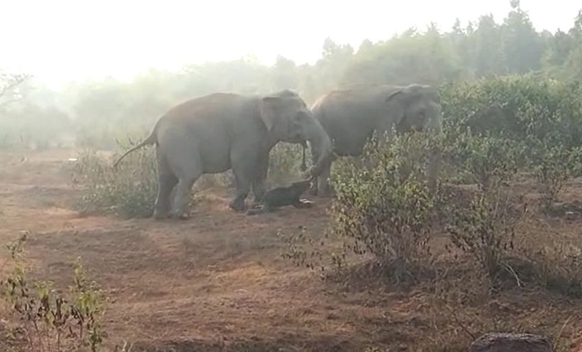 <i>Kaswan and Roy via CNN Newsource</i><br/>A dead calf being dragged by an adult.