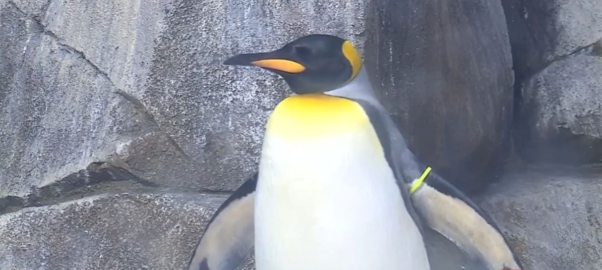 <i>KMBC via CNN Newsource</i><br/>A KC Zoo & Aquarium penguin is a finalist for title of cutest penguin in the world.