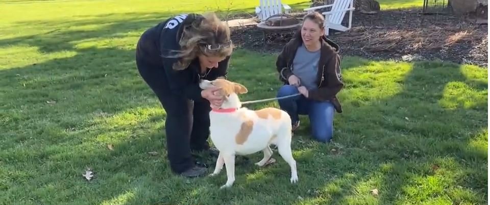 <i>WWJ via CNN Newsource</i><br/>Dogs rescued amid the Israel-Hamas war are now up for adoption in Bruce Township