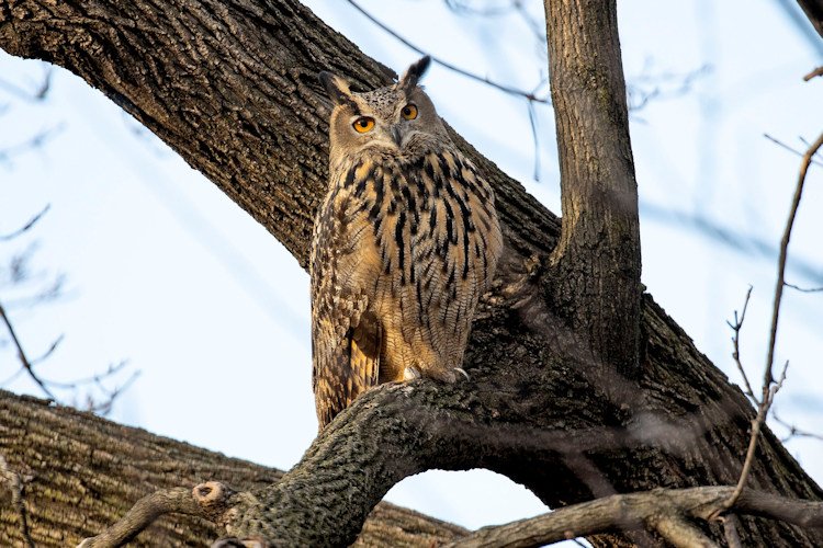 Flaco, a Eurasian eagle-owl who escaped from the Central Park Zoo, died in February after flying into a building. A necropsy found potentially lethal amounts of rodenticide in his body.