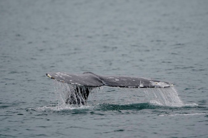  A gray whale dives near Whidbey Island as seen from a Pacific Whale Watch Association vessel, May 4, 2022