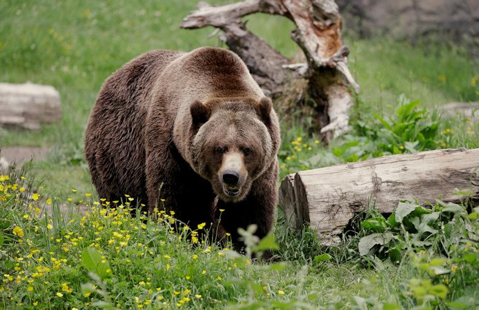A grizzly bear roams an exhibit at the Woodland Park Zoo on May 26, 2020, in Seattle.