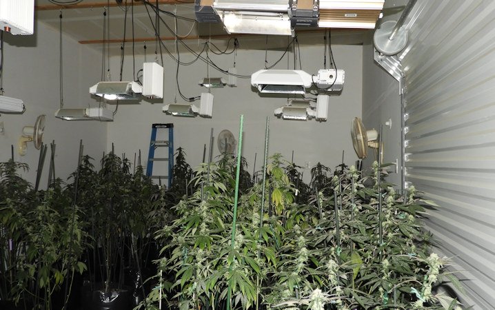 Illegal marijuana grow DCSO 4-17-1